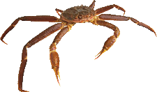 225x132 Free Crab Animations