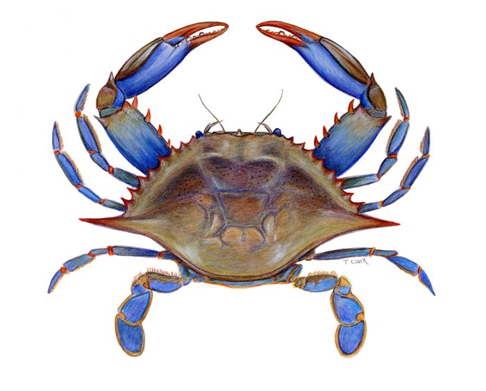 700x563 Land Crab Cliparts