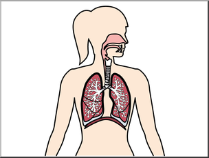 304x229 Clip Art Human Anatomy Respiratory System Color Blank I Abcteach