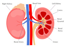 210x153 Free Anatomy Clipart