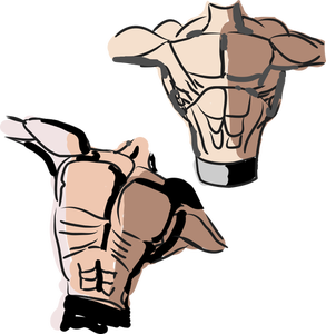 293x300 1764 Human Anatomy Clip Art Free Public Domain Vectors