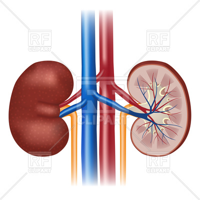 400x400 Human Kidney Anatomy Isolated On White Background. Royalty Free
