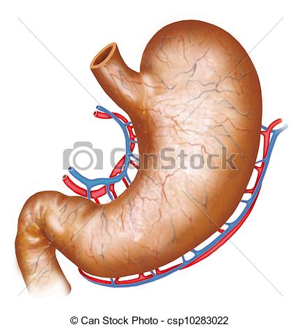 431x470 Image Of A Human Stomach Clip Art