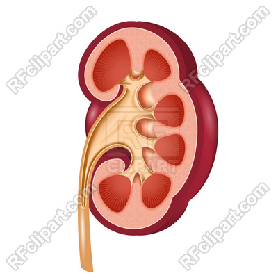 400x400 Kidney Anatomical Cut