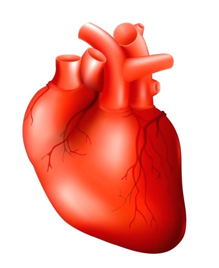 720x884 Anatomical Heart Clip Art Human Heart Free Stock Photo Clip Art