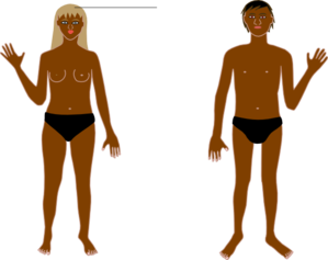 299x237 Human Body B Clip Art