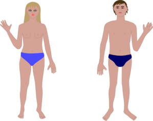 299x237 Human Body Boy Amp Girl Clip Art