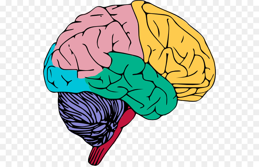 900x580 Human Brain Clip Art