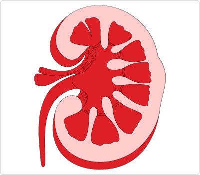 401x351 Kidney Clip Art Human Body Clip Art Clip Art