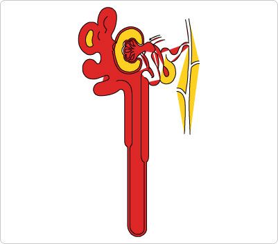 401x351 Nephron Clip Art Human Body Clip Art Clip Art