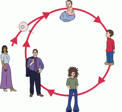394x360 Best Human Life Cycle Clipart