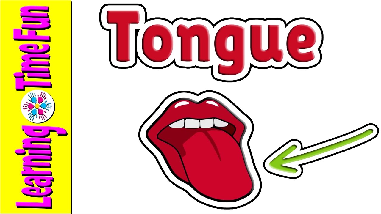 1280x720 Excepcional Body Parts Human Anatomy