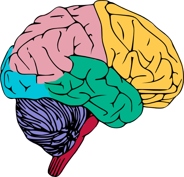 600x576 Human Brain Clipart For Kids