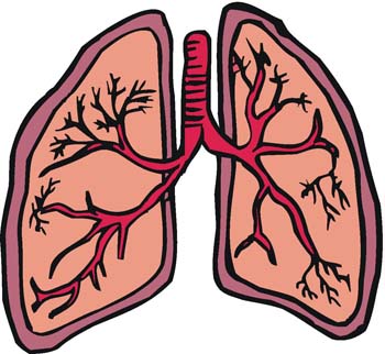 350x322 Respiratory System Facts