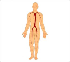 300x263 Cliparts Of Human Body