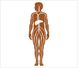 300x262 Free Clip Art Human Body Outline