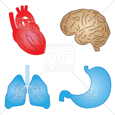 400x400 Set Of Human Organs Royalty Free Vector Clip Art Image