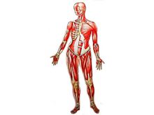 220x165 Human Body Clip Art Human Body Clipart Panda Free Clipart Images