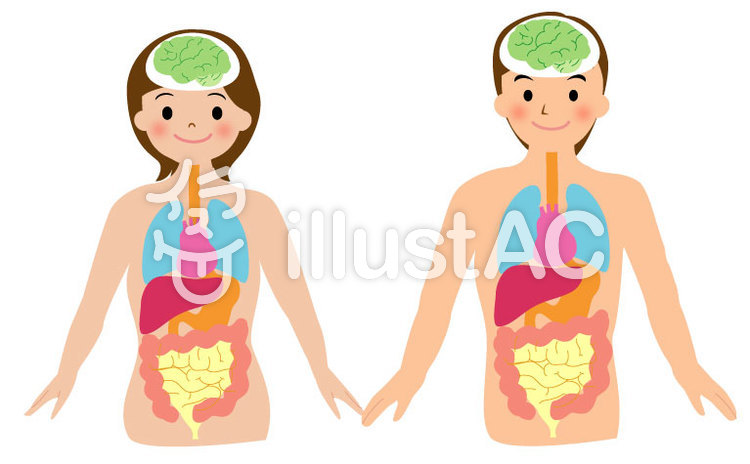 750x464 Free Cliparts Human Body Illustration
