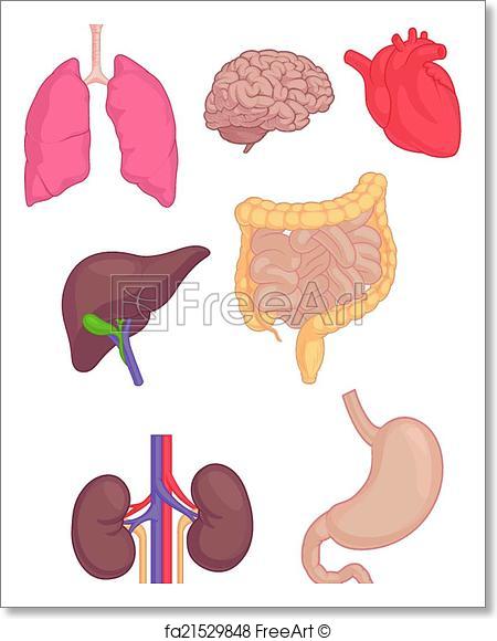 450x580 Free Art Print Of Human Body Parts