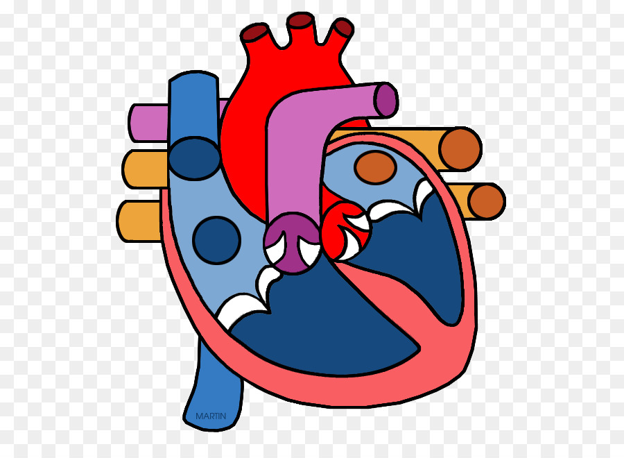 900x660 Heart Anatomy Organ Clip Art
