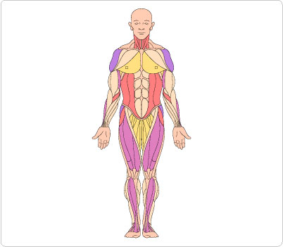 402x351 Human Body Clipart Panda