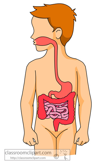 365x550 Human Body Digestive System Clip Art Cliparts