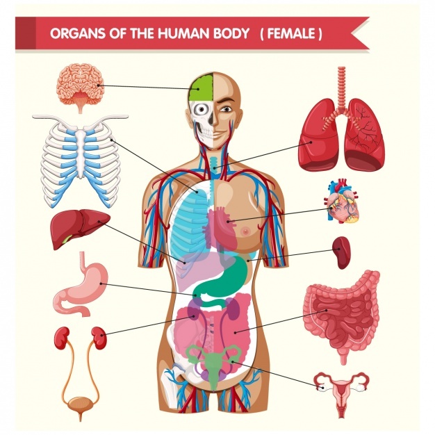 626x626 Human Body Parts Vectors, Photos And Psd Files Free Download