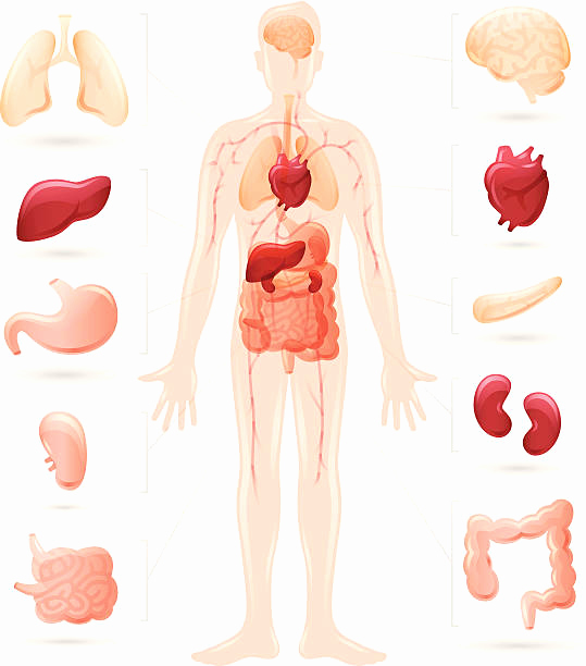 539x612 Human Organ Diagram Fresh Royalty Free Human Body Clip Art Vector