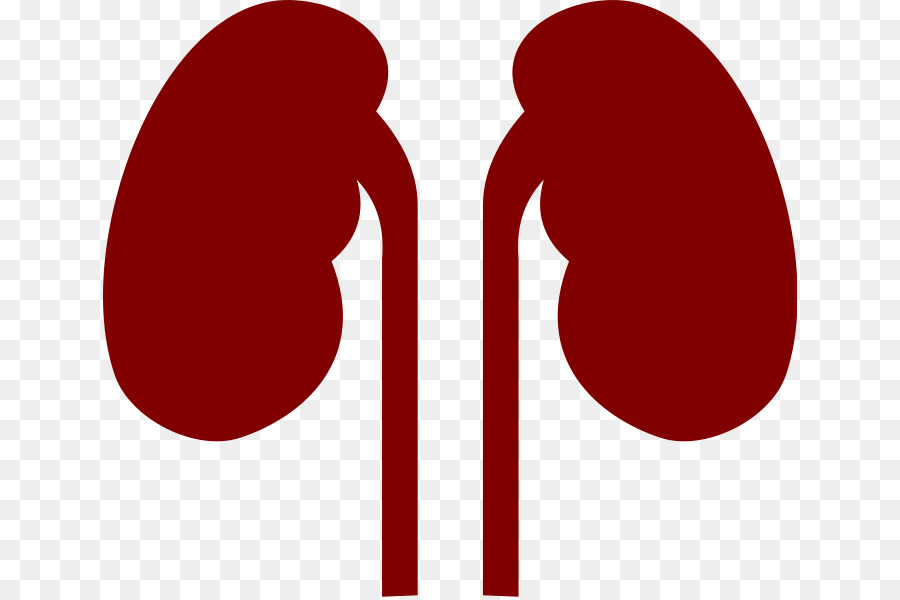 900x600 Kidney Human Body Organ Clip Art