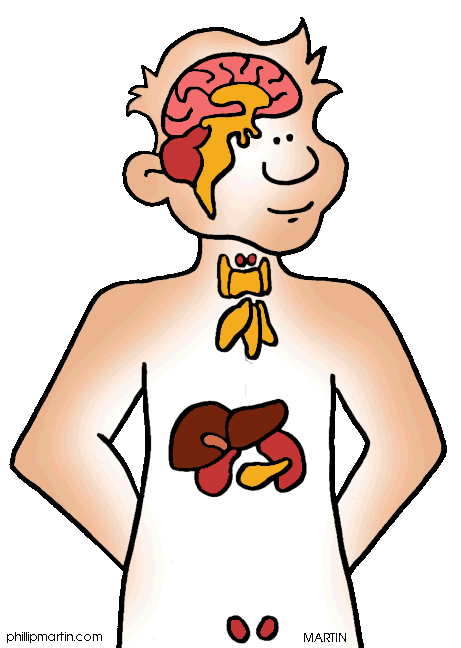 461x648 Organs Clipart Body System