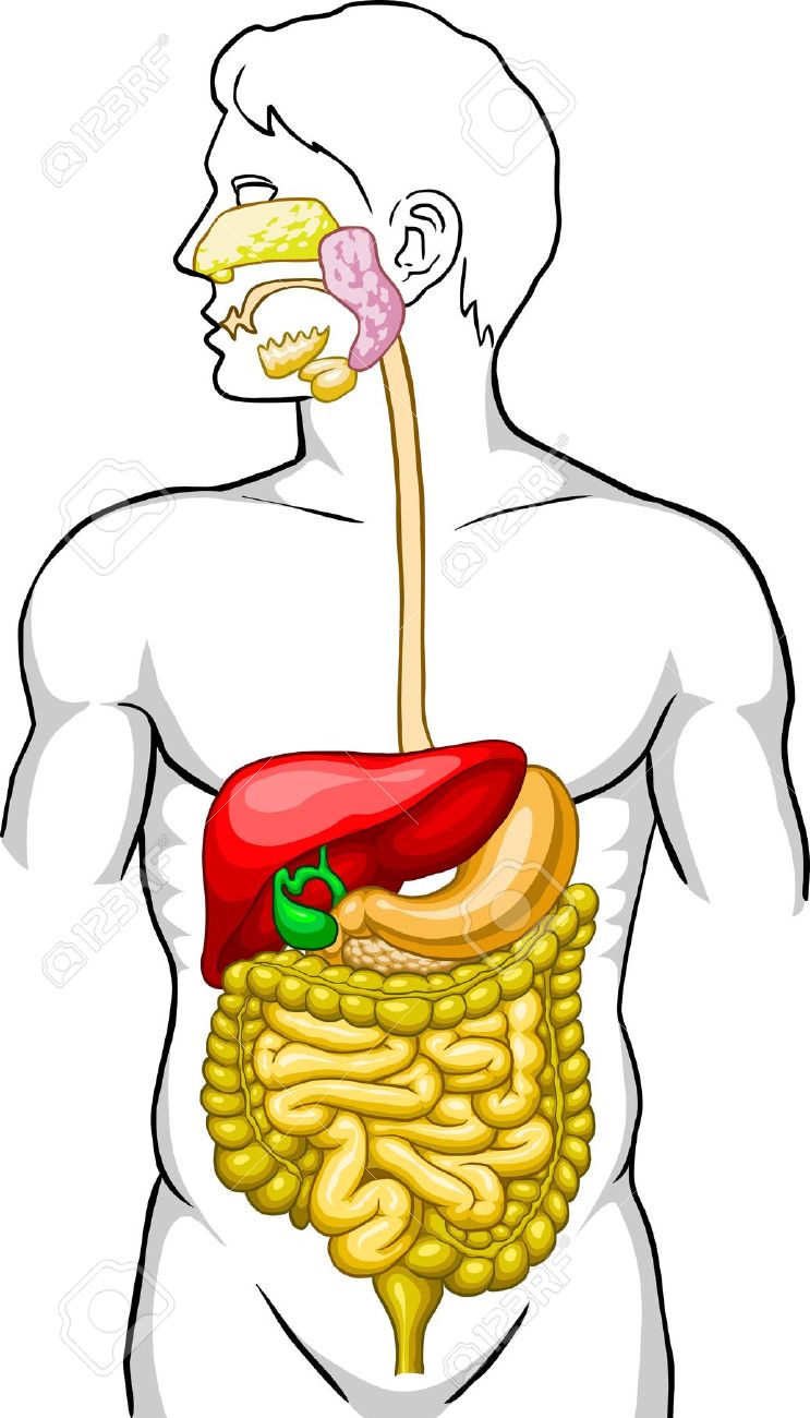 743x1300 Clip Art Digestive System Clip Art