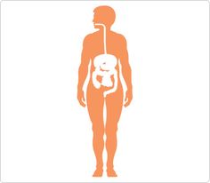 236x206 Human Body Parts Clip Art Human Body Clip Art