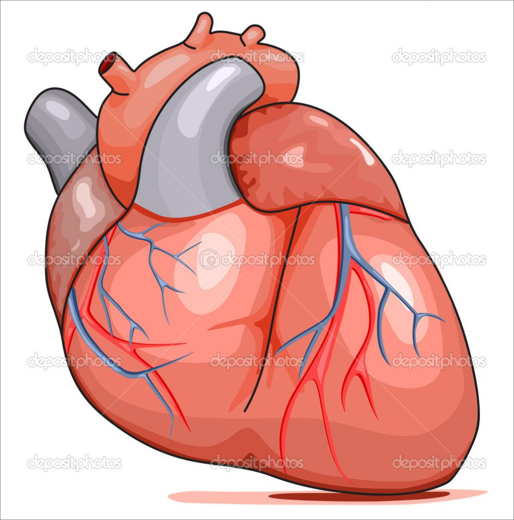 1024x1036 Human Heart Images With Parts Clipart Image Of Circulatory System