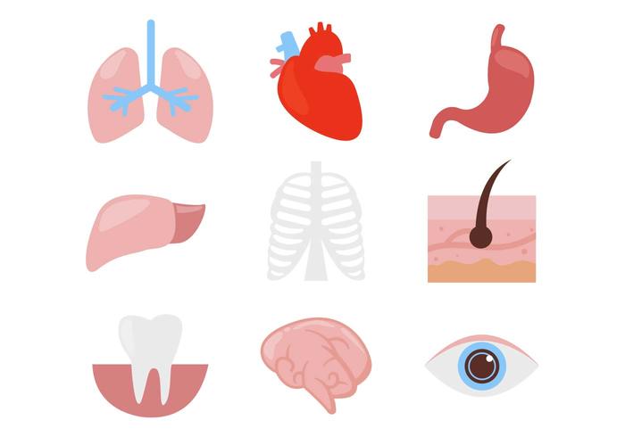 700x490 Human Organ Body Parts Icons Vector