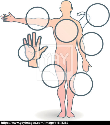 450x512 Human Body Parts Vector