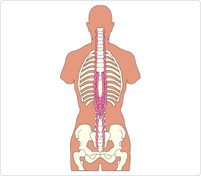 401x351 Top 81 Body Clip Art