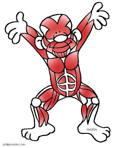 401x512 Human Body Chips Science Muscular Systems Images