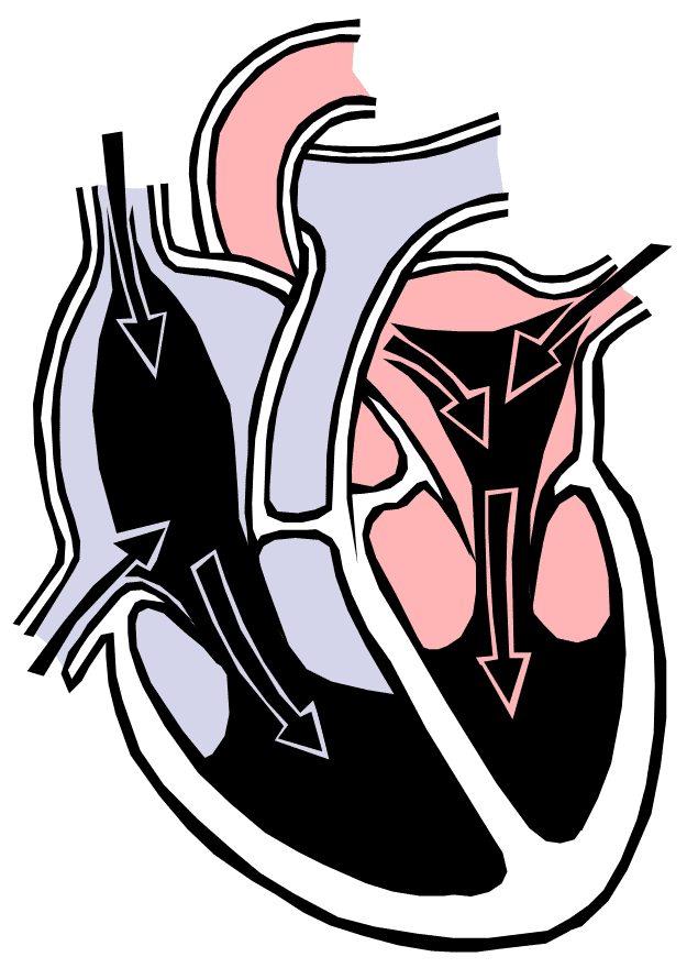 635x880 Human Body Illustration