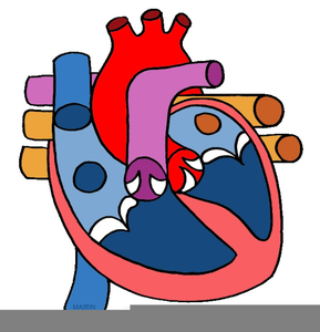 289x300 Human Circulatory System Clipart Free Images