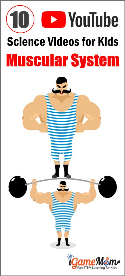 480x1059 Youtube Science Videos Teaching Kids Human Body Muscular System