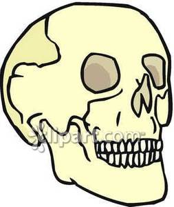 253x300 Simple Human Skull