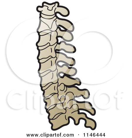 450x470 Vertebrae Clipart