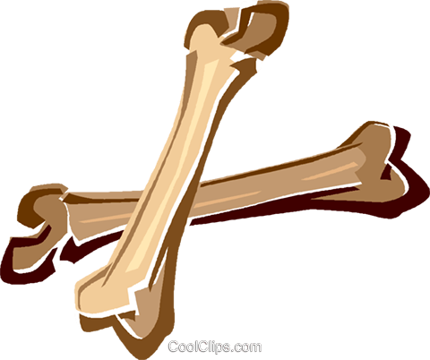 480x402 Human Bones Royalty Free Vector Clip Art Illustration Vc016397