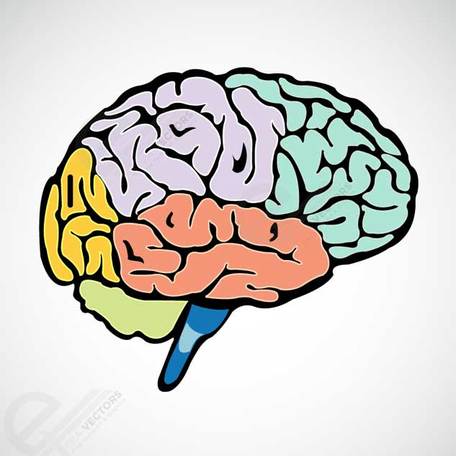 456x456 Free Human Brain Clipart And Vector Graphics