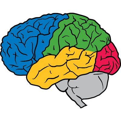 400x400 Human Brain Clipart Group