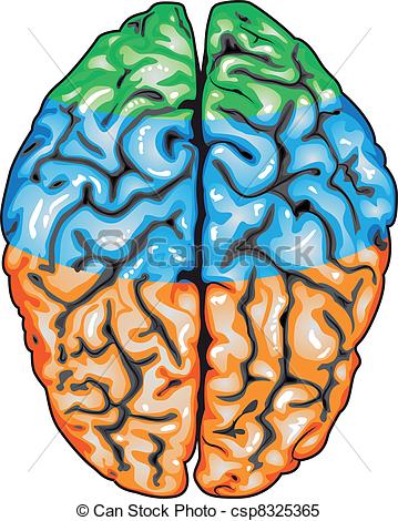 359x470 Illustration Body Part Vector, Human Brain Top View Clipart Vector