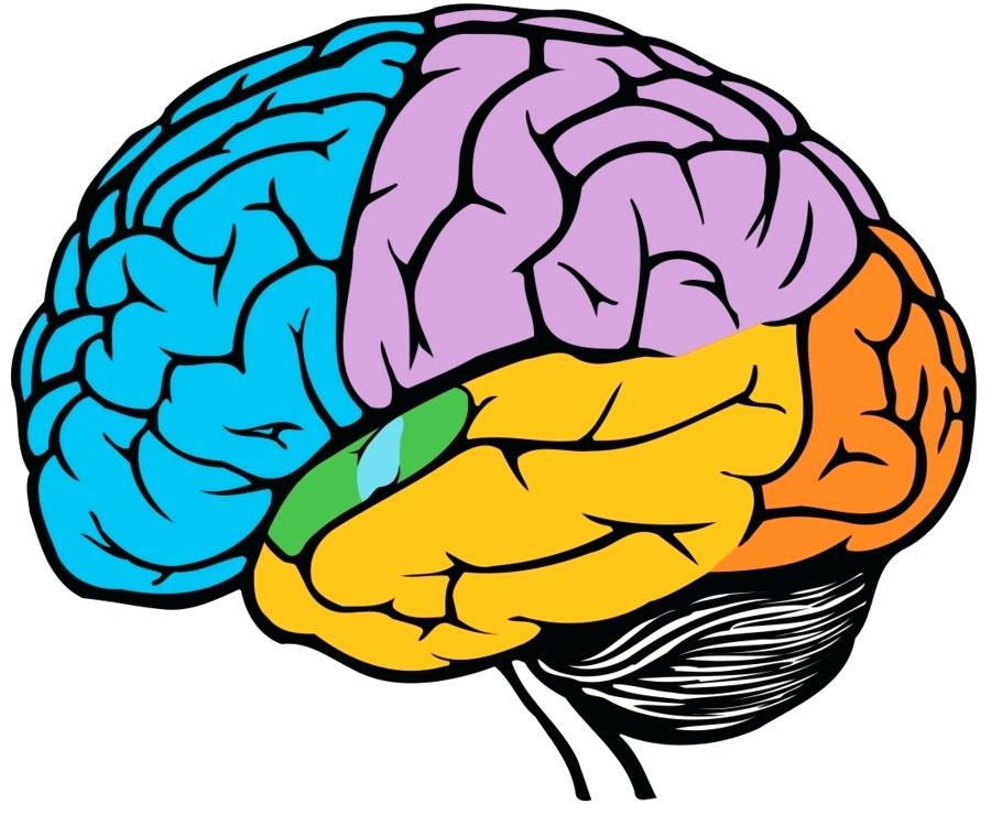900x740 Clip Art Of A Brain Clinicaltravel Work