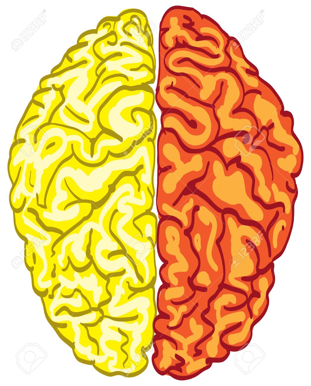 1049x1300 Color Brain Clipart