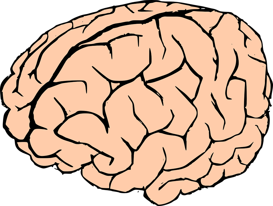953x720 Human Brain Clipart Brain Human Knowledge Free Vector Graphic